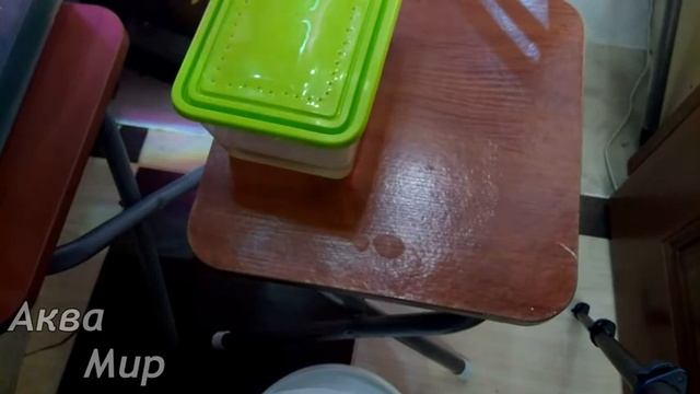 Нападение мушек на гриндаля и аулофорус смотреть онлайн