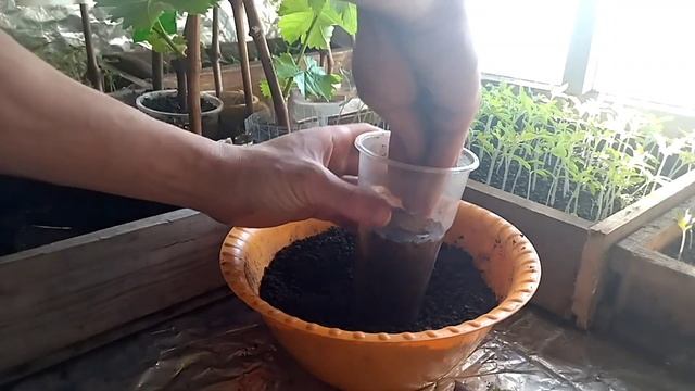 Посадка укоренённых черенков винограда в стаканчики. Полив и Уход. смотреть онлайн