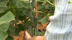 ПОЛЛИ F1 - СУПЕР ШИКАРНЫЙ ОГУРЕЦ (17-09-2018)