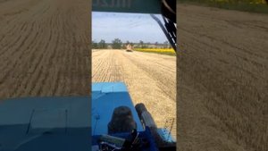 Заготовка соломы_ тюкуем, грузим и скирдуем.