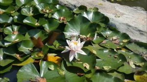 Афанасий Фет, стихотворение "Жду я тревогой объят", читает Любовь Чернова