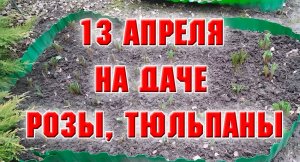 13 апреля. На даче. Розы, тюльпаны.mp4
