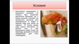 Белопероне Юстиция