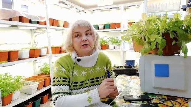 Сорт "Вельможа-народный"
