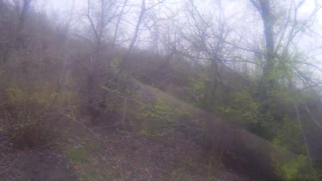 Натаска. Курцхаар Блэк оттачивает мастерство по фазану. смотреть онлайн