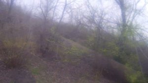 Натаска. Курцхаар Блэк оттачивает мастерство по фазану.