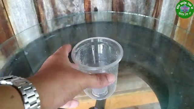 Bỏ Một Ít Bột Vào Chậu Lan Khi Trời Mưa Và Kết Quả Bất Ngờ Sau Vài Ngày | Phalaenopsis orchid смотреть онлайн