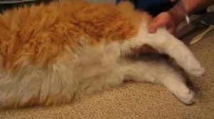 Кот с параличом нижних конечностей в результате тромбоэмболии