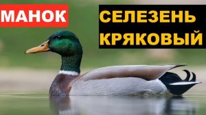 ?ЗВУК (ГОЛОС) УТКА СЕЛЕЗЕНЬ КРЯКОВЫЙ