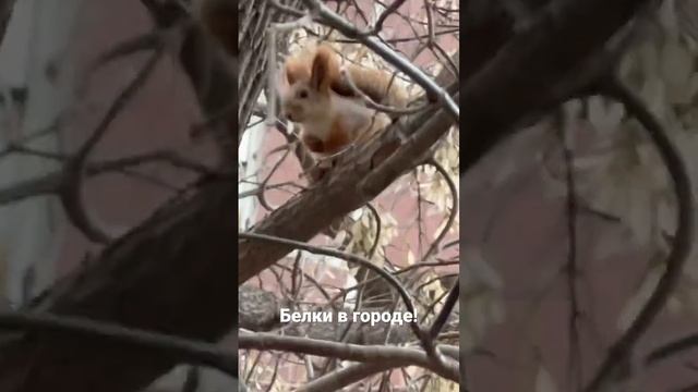 Белки зимуют в городе.