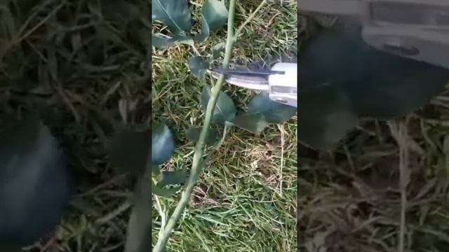 Как черенковать РОЗЫ/как узнать что роза готова к черенкованию смотреть онлайн