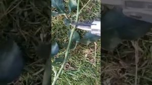 Как черенковать РОЗЫ/как узнать что роза готова к черенкованию