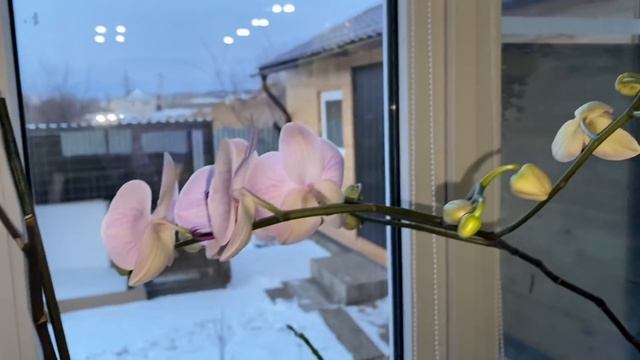 ТЕМПЕРАТУРА для орхидей ЗИМОЙ, влажность и температура для фаленопсисов