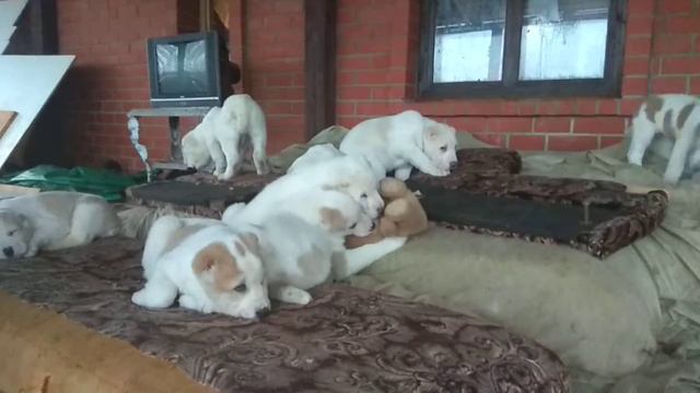 Продаются щенки САО, д.р. 01.10.2018 родословная РКФ, клеймо вет.паспорт, тел. 89265685849 смотреть онлайн