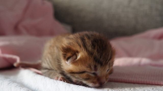 Мама, ты где? Слепой котенок ищет маму / Blind kitten looking for his mom смотреть онлайн