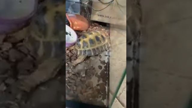 Мне подкинули черепаху! смотреть онлайн