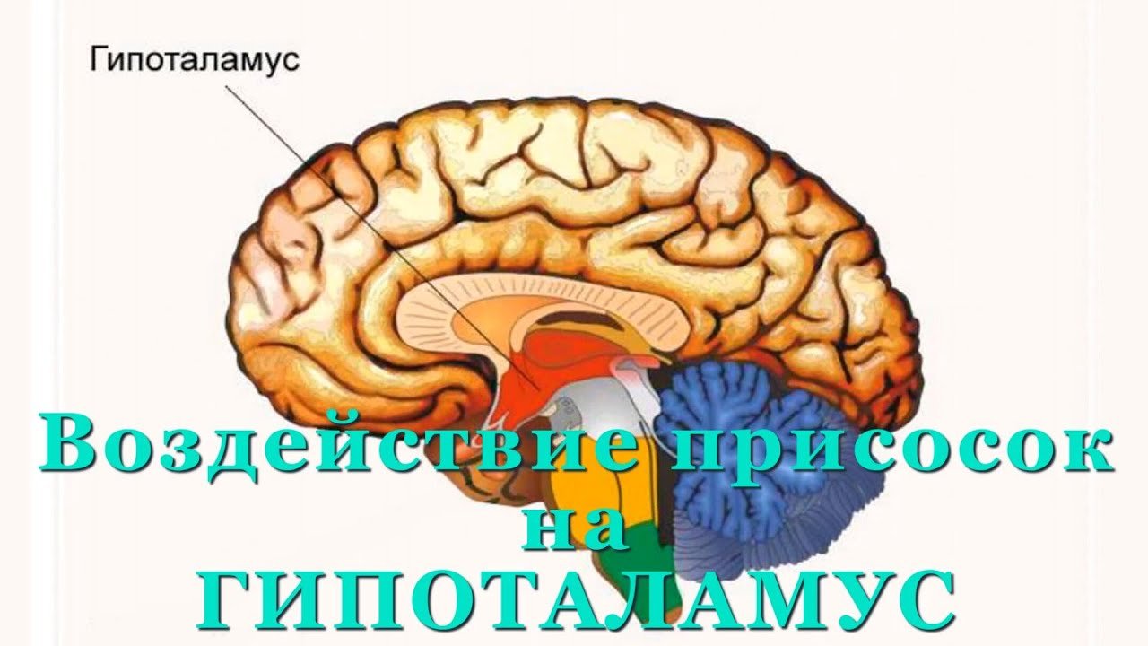 Воздействие присосок от тёмных на Гипоталамус
