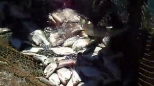 Рыбалка неводом на озере Зайсан в Казахстане.