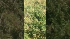 Семена люцерны