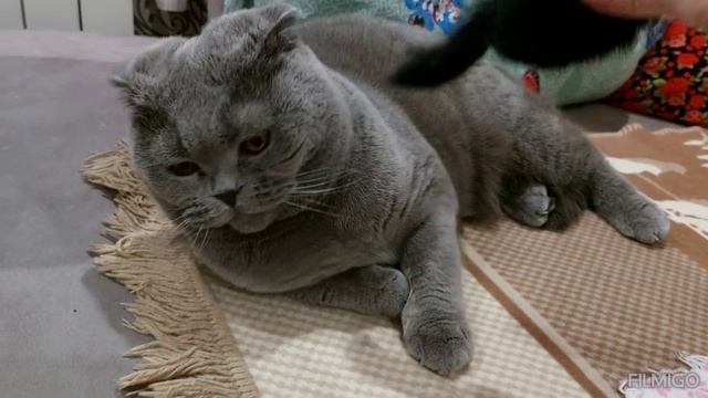 Кошка Санта играет с мышкой ?? Шотландская вислоухая смотреть онлайн