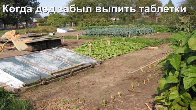 Когда дед забыл выпить таблетки | Три Богатыря смотреть онлайн