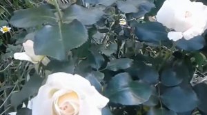 Молодая. белая, плетистая, роза Schneewalzer Шнеевальцер .