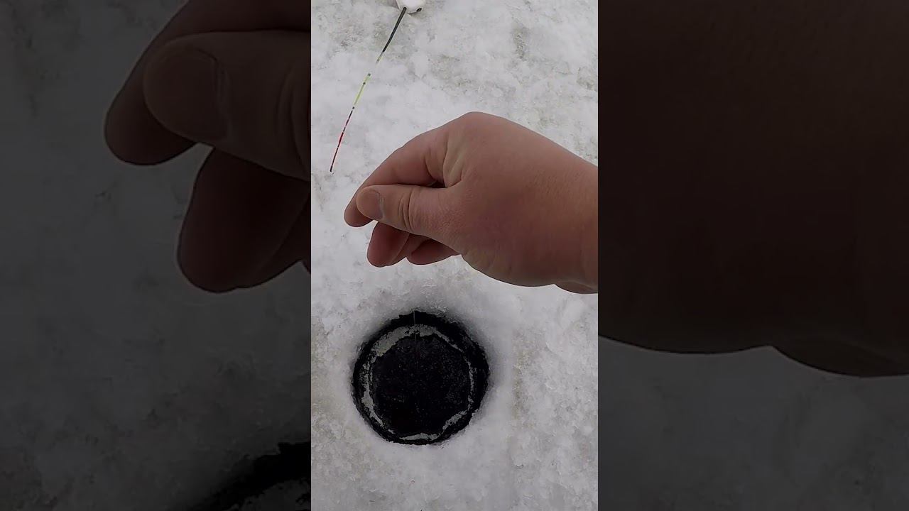 ОГО! Леска трещит.Что за рыбина села?! #shorts #short #рыбалка #ловлянабезмотылку