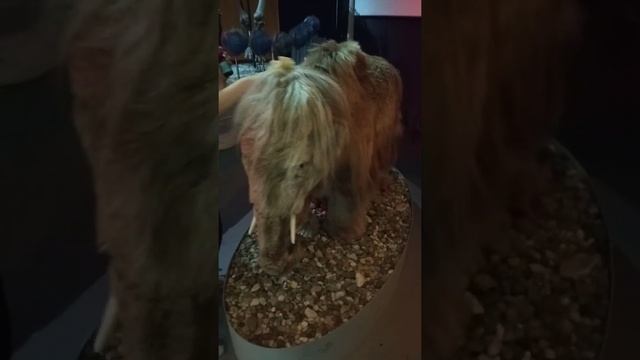 Микро-микро: Как помыть лохматого мамонта? смотреть онлайн