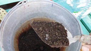 Как вырастить укроп и лук на окне, подоконнике