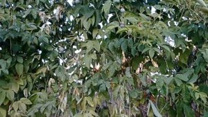 Маракуйя северная. Морозоустойчивость.Урожай 2023 года.