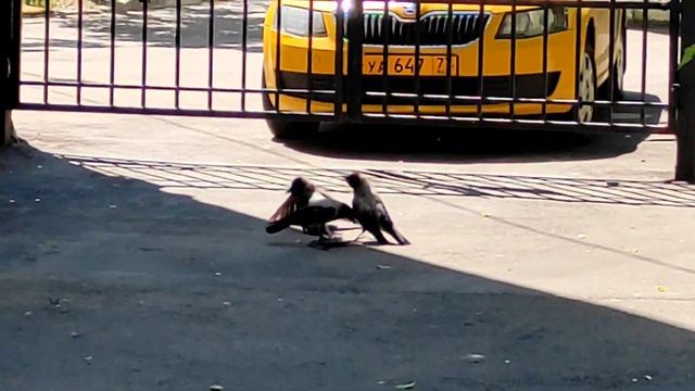 ,,Я ХОЧУ СДОХНУТЬ,,/,,Я УСТАЛ....,,/НАМЕРЕННОЕ ЛИШЕНИЕ СЕБЯ ЖИЗНИ/ЗАТЯЖНОЕ САМОУБИЙСТВО. смотреть онлайн