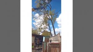 Спил сложных деревьев