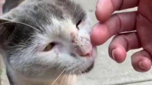 Привёл бездобного котика домой