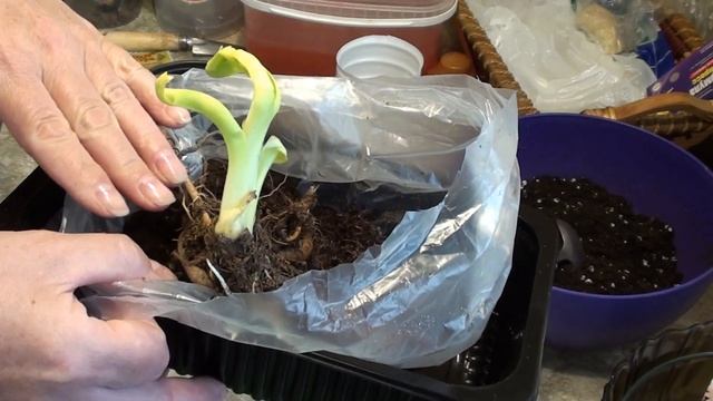 Как сохранить до посадки лилейники и лилии. смотреть онлайн