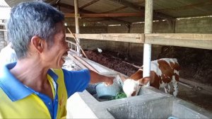 JADI JUTAWAN DARI MODAL 1 EKOR BREEDING SAPI