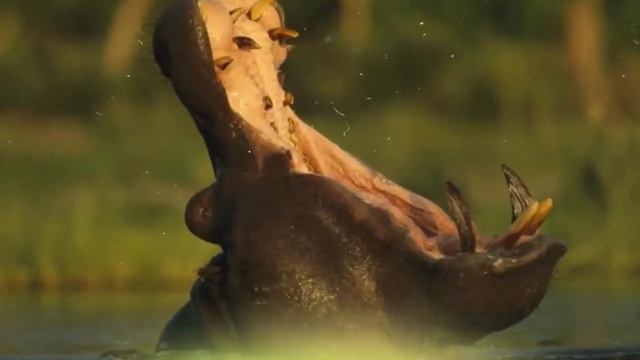 МНОГОТОННЫЙ НОСОРОГ в бою с БЕГЕМОТОМ/БЕГЕМОТ против НОСОРОГА смотреть онлайн