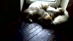 Щенки Хаски онлайн    Husky puppies Live