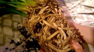 ЦИМБИДИУМ  _ Пересадка по всем правилам _ Сберегаем  здоровье  орхидее _