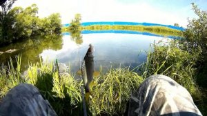 Плотва в июле на поплавочную удочку.