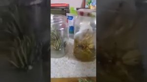 СОСНОВЫЕ ВЕТОЧКИ ДЛЯ ЧИСТКИ СОСУДОВ И ПОДНЯТИЯ ИММУНИТЕТА