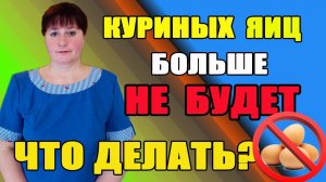 Куриных яиц больше НЕ БУДЕТ, что делать?