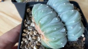 Lophophora Williamsii, Diffusa and Fricci Crested