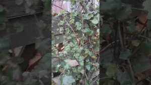 Йошта осенью и уход за ней .