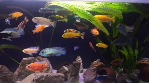 Кормление цихлид креветками.