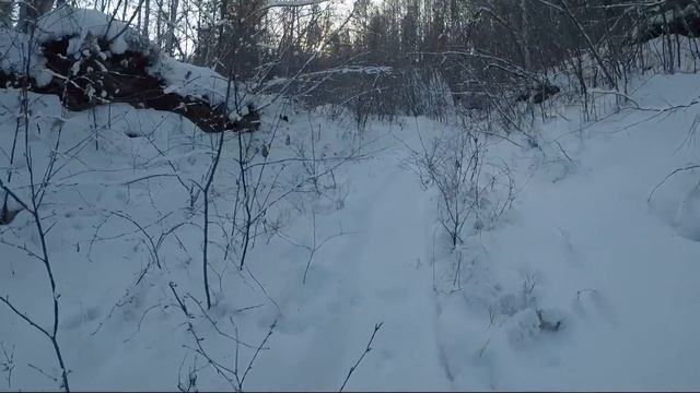 Веду учетные работы на участке январь 2022/Проверил солонцы на косулю, привез зерно /охота в Буряти смотреть онлайн