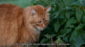 Мята кошачья — что это за растение и как выглядит