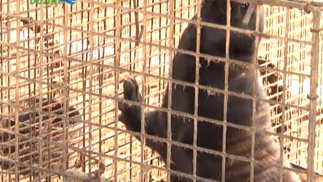 Корреспонденты побывали на старейшем предприятии Конаковского района по разведению норок смотреть онлайн