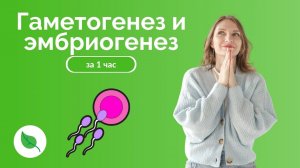 Гаметогенез и эмбриогенез