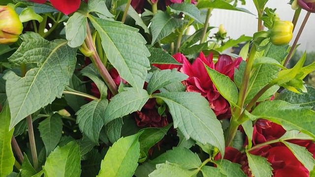 Георгин Коразон смотреть онлайн