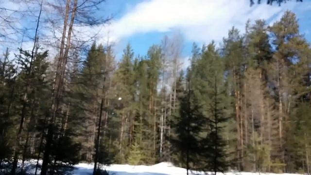 Прогулка по весеннему лесу на Севере Урала смотреть онлайн